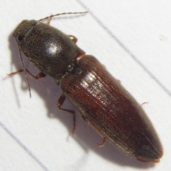 Athous haemorrhoidalis